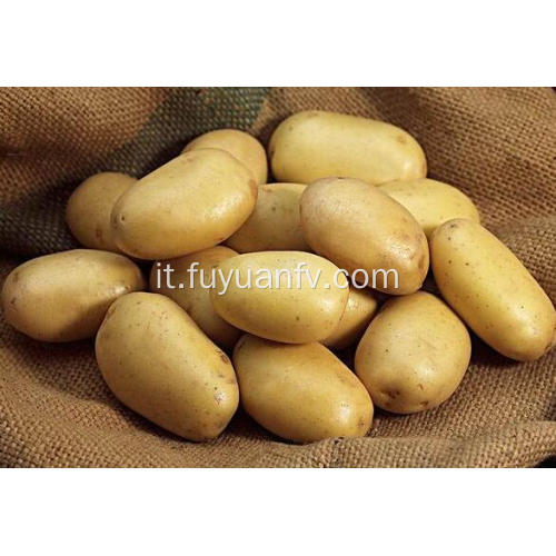 vendita calda di patate fresche tengzhou